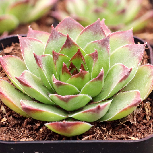 Albidum Succulent Hens & Chicks Sempervivum Plant - 4 inch pot