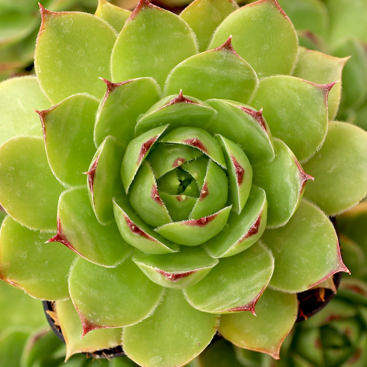 Albidum Succulent Hens & Chicks Sempervivum Plant - 4 inch pot