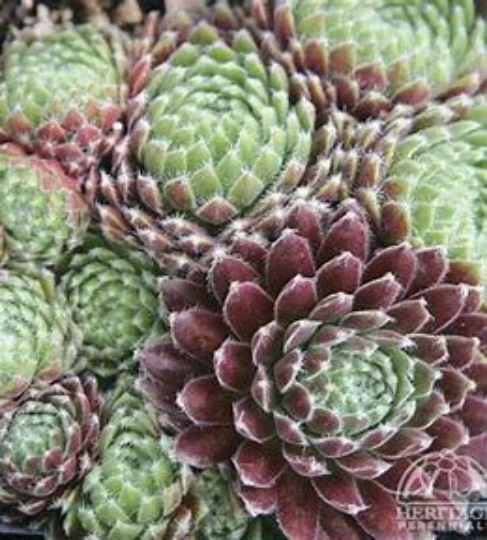 Allison Succulent - Hens and Chicks Sempervivum Plant - 4 inch pot