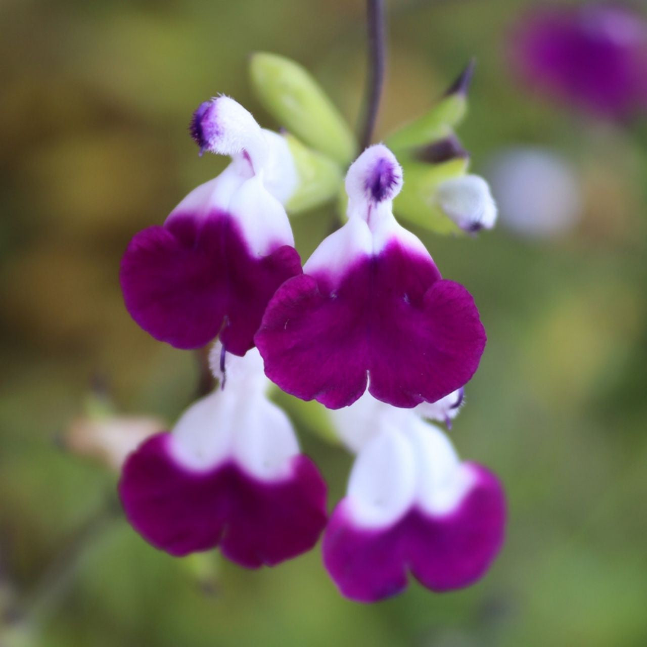 Amethyst Lips Sage Plant | Salvia greggii | Purple & White Hummingbird Favorite 1-qt pot