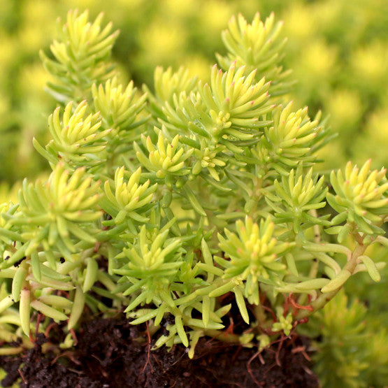 Angelina's Teacup Stonecrop Sedum Succulent Plant by Sunsparkler® - 4" Pot