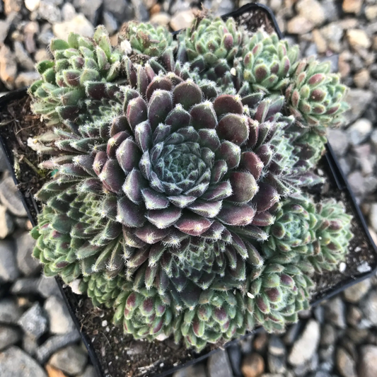 Ashes of Roses Succulent - Hens and Chicks Sempervivum Plant - 4 inch pot