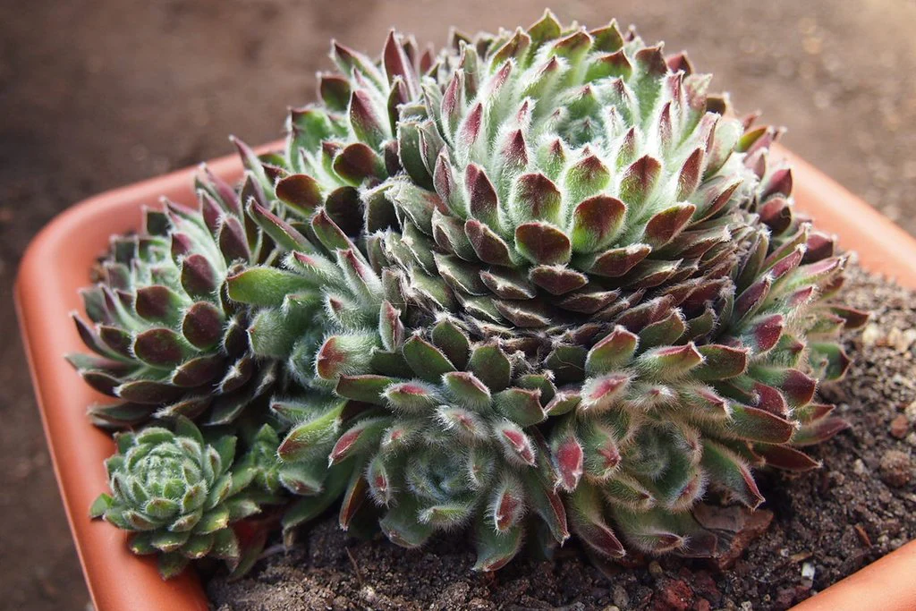 Ashes of Roses Succulent - Hens and Chicks Sempervivum Plant - 4 inch pot