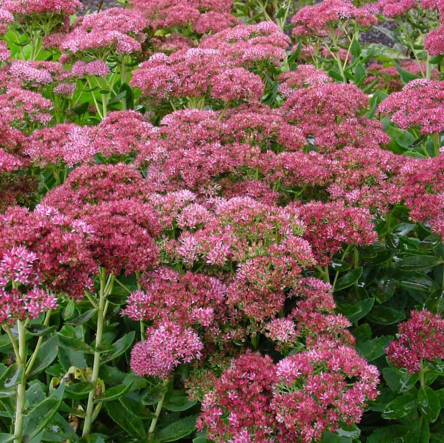 Autumn Fire Succulent - Stonecrop Sedum Succulent Plant - 1 gallon pot