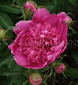 Barbara Peony Plant - 1.5 gallon pot