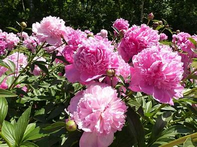 Barbara Peony Plant - 1.5 gallon pot