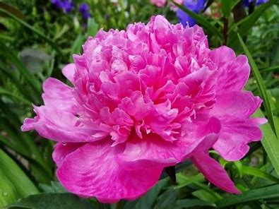 Barbara Peony Plant - 1.5 gallon pot