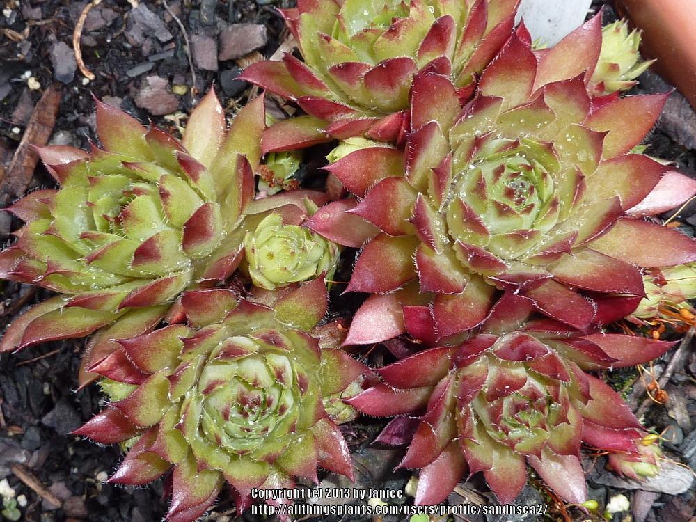 Glowing Embers Succulent Hens & ChicksHouseleek Sempervivum Plant - 4 inch pot