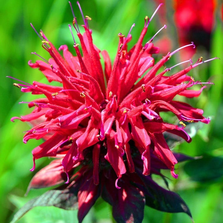 Fireball Bee Balm Monarda Plant - 1 gallon pot