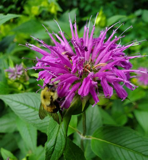 Grape Gumball Bee Balm Monarda Plant by Sugar Buzz® - 1 gallon pot