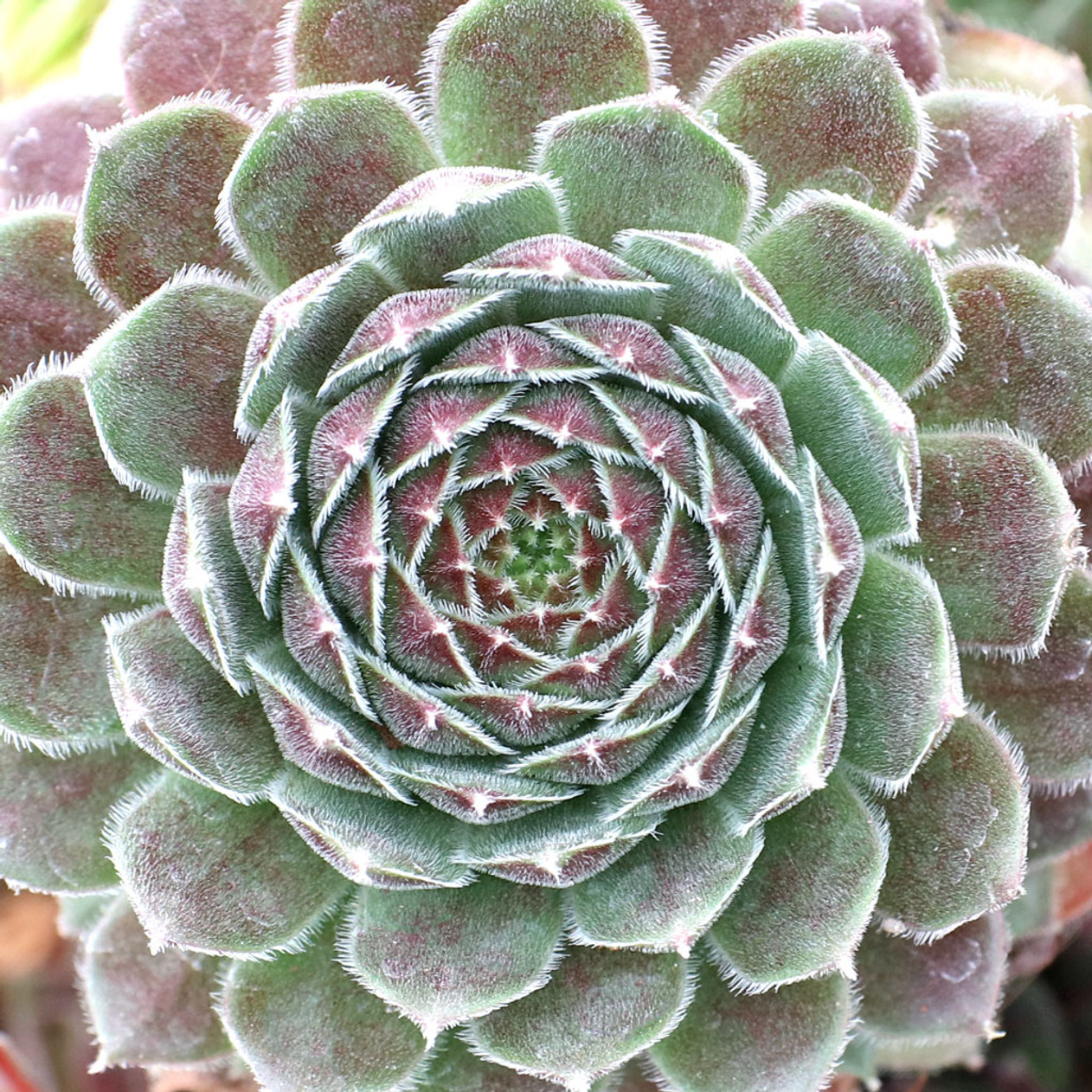 Berry Bomb Succulent - Hens and Chicks Sempervivum by Chick Charms™ - 4 inch pot
