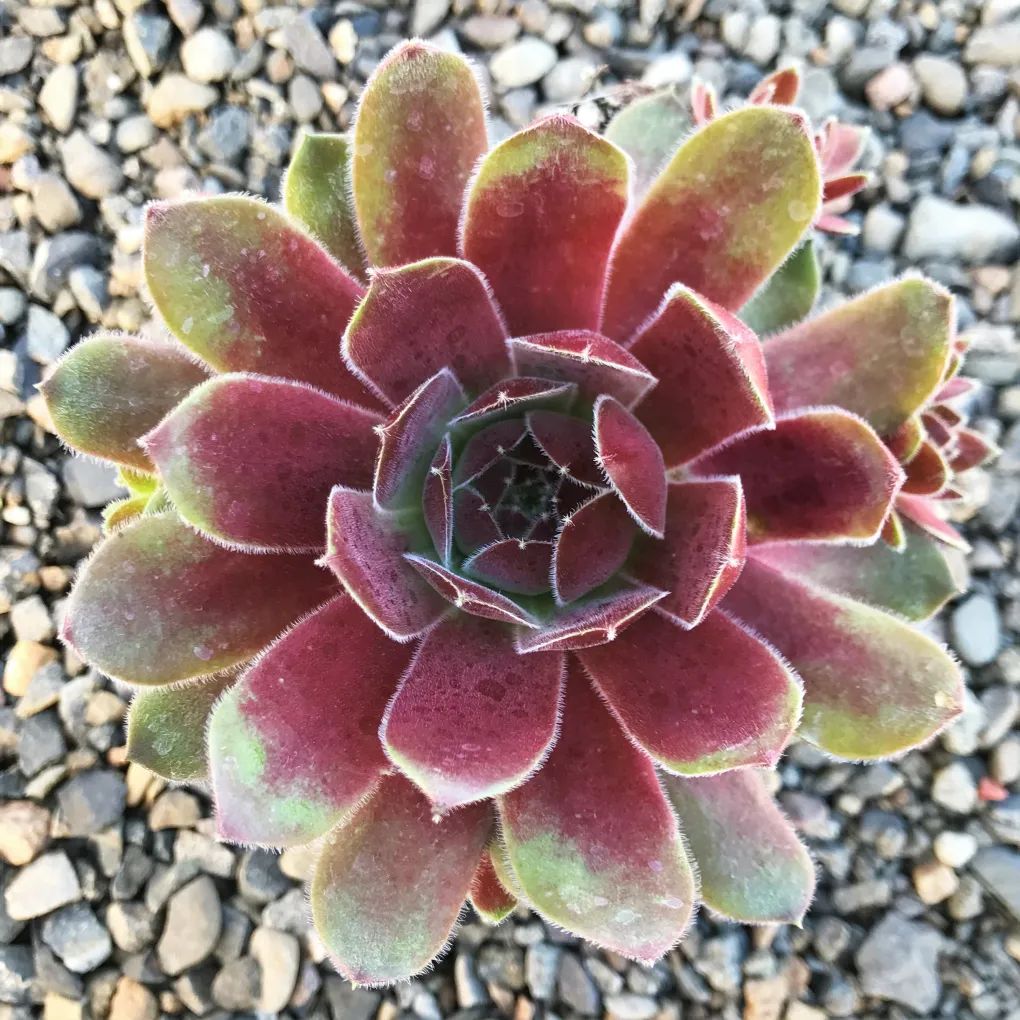 Berry Bomb Succulent - Hens and Chicks Sempervivum by Chick Charms™ - 4 inch pot