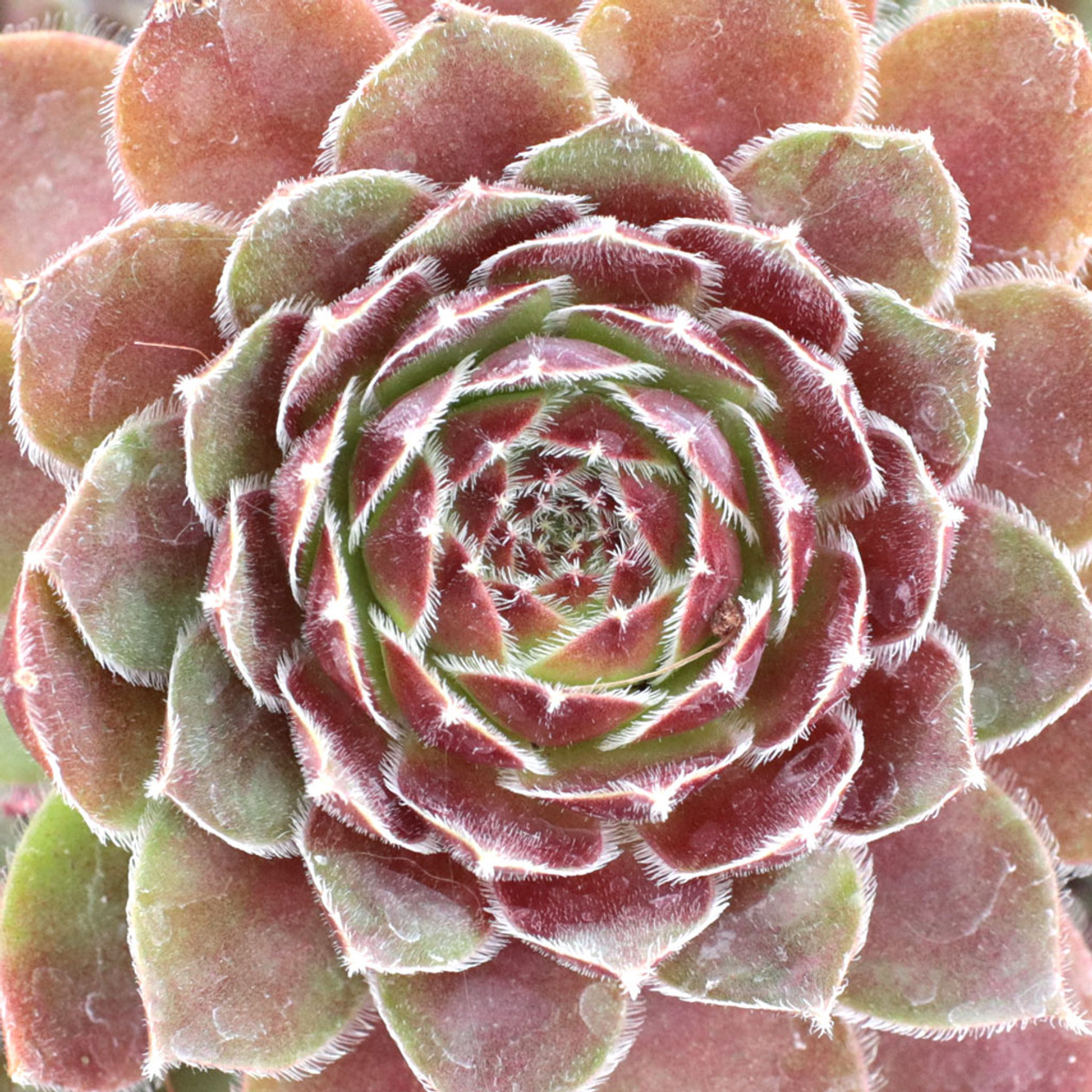 Berry Bomb Succulent - Hens and Chicks Sempervivum by Chick Charms™ - 4 inch pot