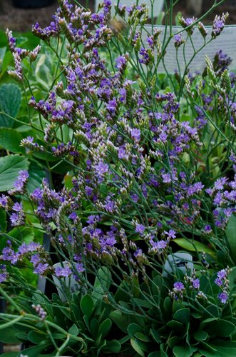 Blue Diamond Statice- Dwarf Sea Lavender - Marsh Rosemary - Limonium Speciosum Plant - 1 quart pot
