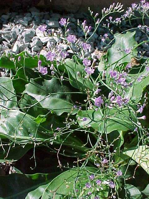 Blue Diamond Statice- Dwarf Sea Lavender - Marsh Rosemary - Limonium Speciosum Plant - 1 quart pot