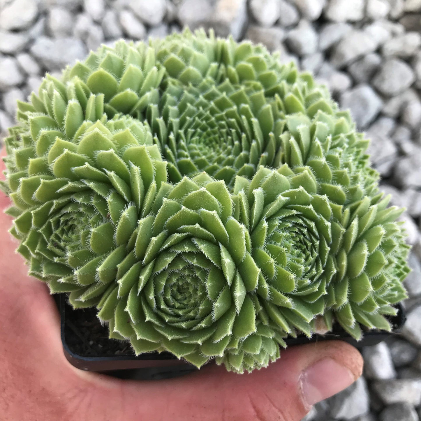 Braunii Succulent - Hens & Chicks Sempervivum Plant in 4 inch pot