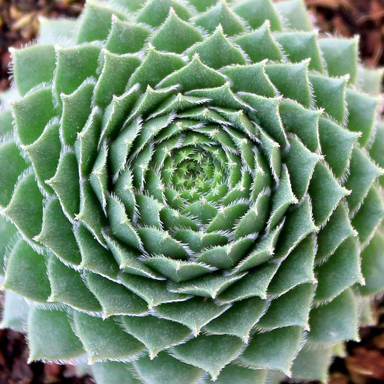 Braunii Succulent - Hens & Chicks Sempervivum Plant in 4 inch pot