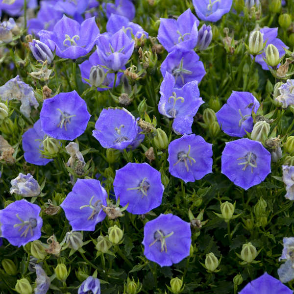 Rapido Blue Bellflower - Campanula Carpatica Plant - 4" pot