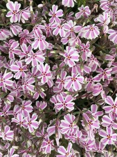 Candy Stripe Clematis - Climbing Vine Plant - 1 gallon pot
