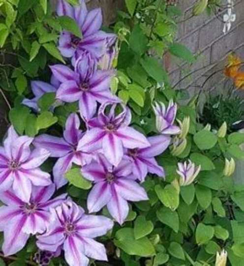 Candy Stripe Clematis - Climbing Vine Plant - 1 gallon pot