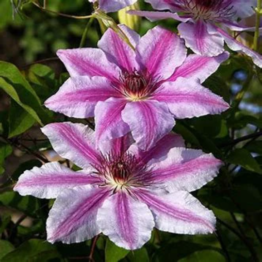 Candy Stripe Clematis - Climbing Vine Plant - 1 gallon pot