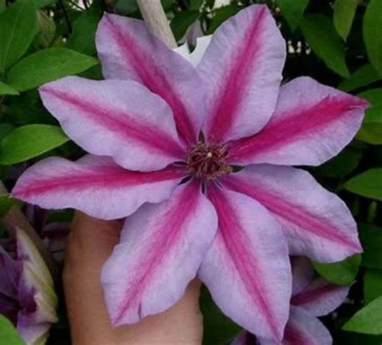 Candy Stripe Clematis - Climbing Vine Plant - 1 gallon pot