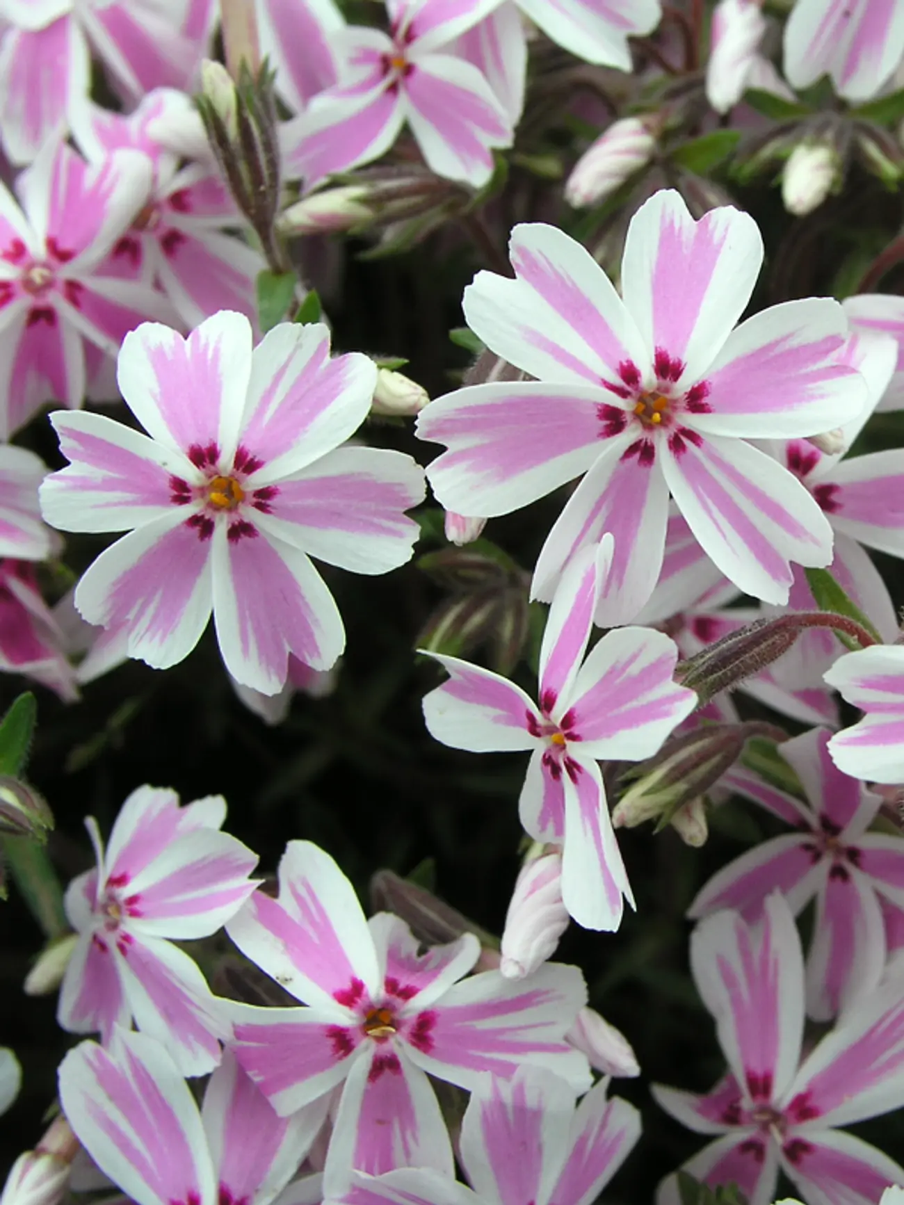 Candy Stripe Creeping Phlox - Phlox Subulata Phlox Plant - 1 gallon pot