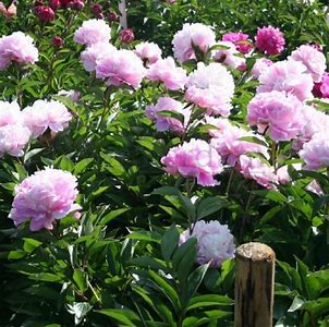 Catharina Fontijn Peony Plant - 1.5 gallon pot