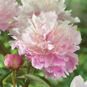 Catharina Fontijn Peony Plant - 1.5 gallon pot
