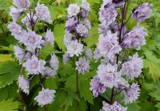 Highlander Cha Cha Larkspur - Delphinium Elatum Plant - 1 gallon pot