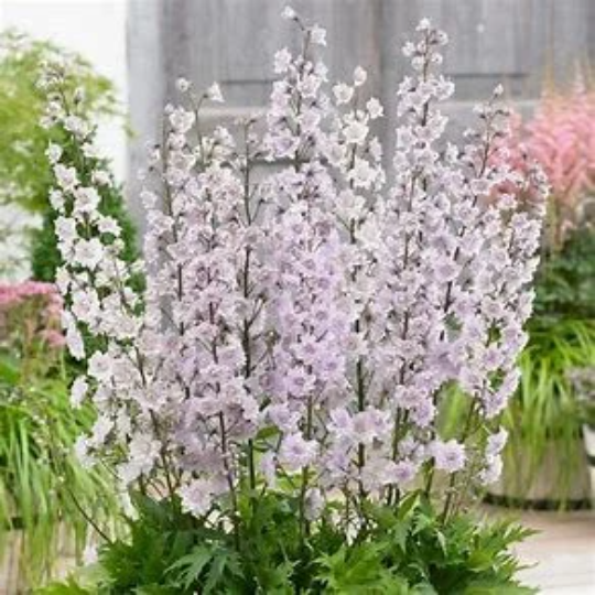 Highlander Cha Cha Larkspur - Delphinium Elatum Plant - 1 gallon pot