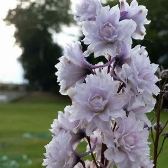 Highlander Cha Cha Larkspur - Delphinium Elatum Plant - 1 gallon pot