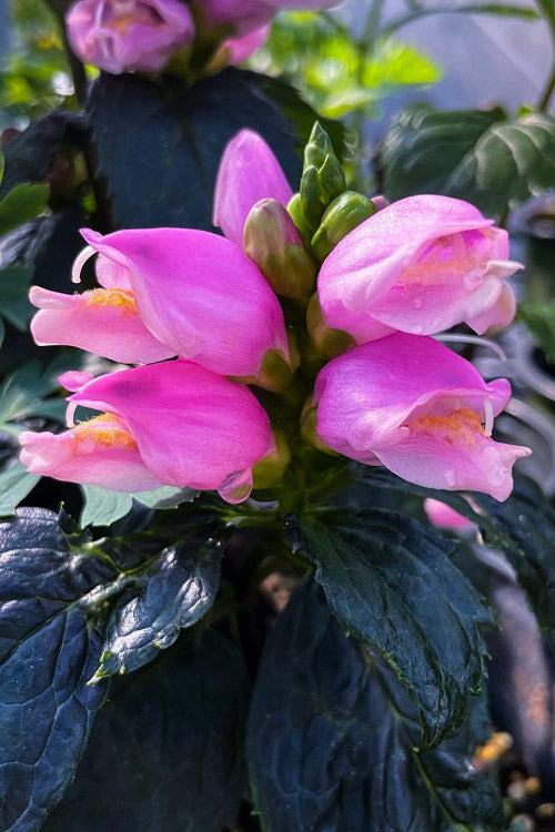 Tiny Tortuga Turtlehead - Chelone Obliqua Plant - 1 qt pot