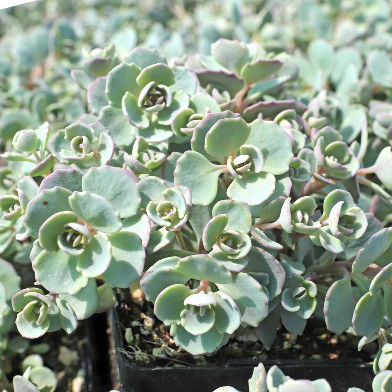 Cola Cola Stonecrop Sedum Cauticola Succulent Plant - 4 inch pot
