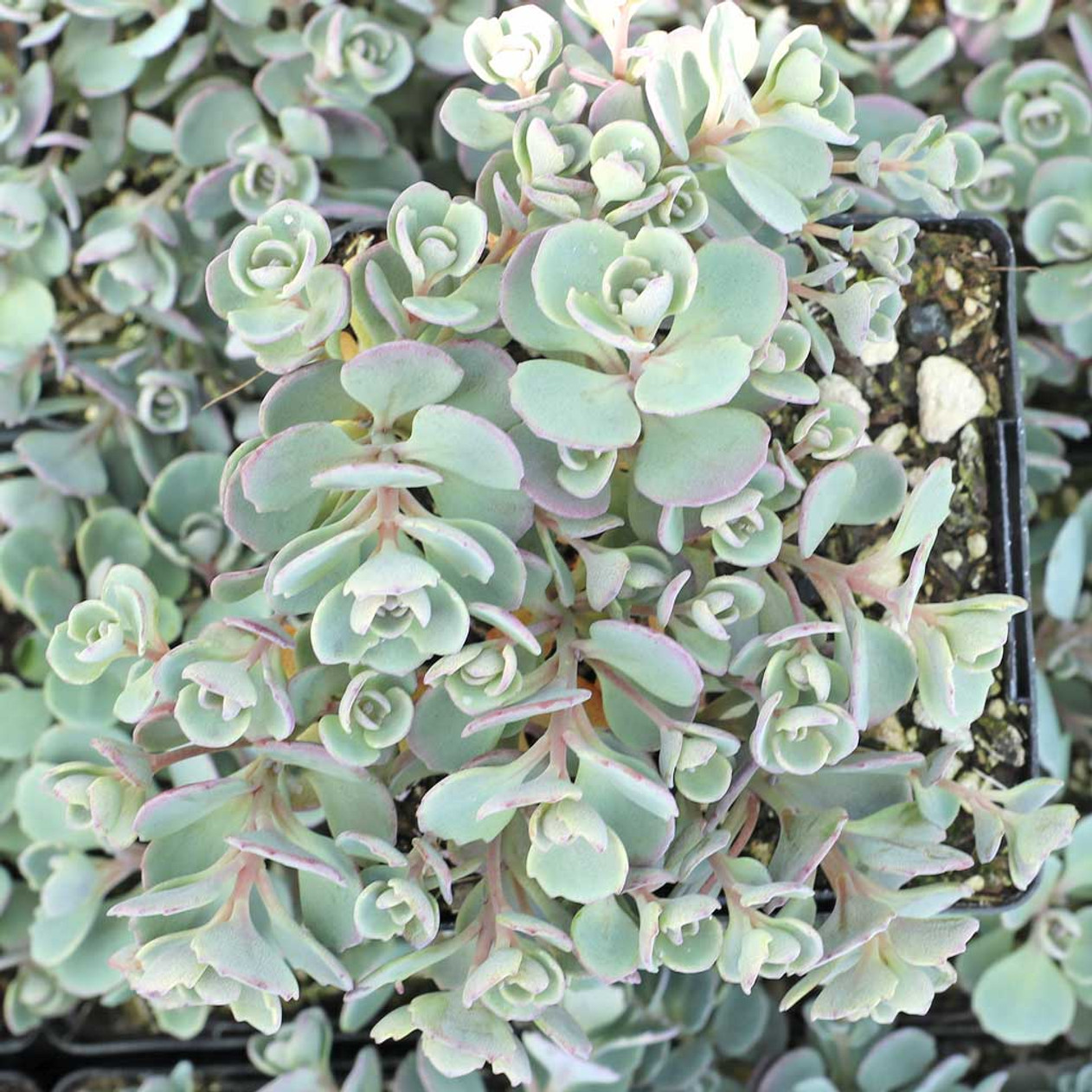Cola Cola Stonecrop Sedum Cauticola Succulent Plant - 4 inch pot
