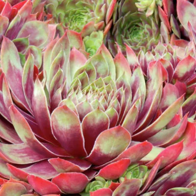 Commander Hay Succulent - Hens & Chick Houseleek Sempervivum Plant - 4 inch pot