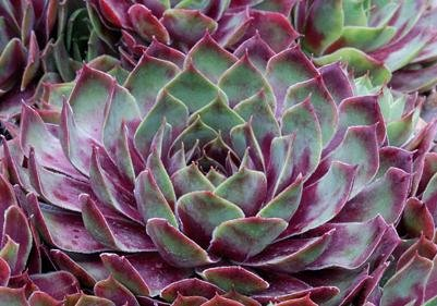 Commander Hay Succulent - Hens & Chick Houseleek Sempervivum Plant - 4 inch pot