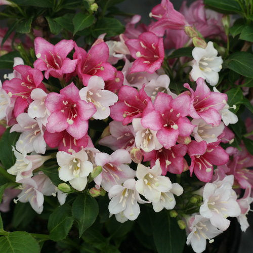 Czechmark Trilogy Weigela Florida Plant by Proven Winners™ - 1 gallon pot