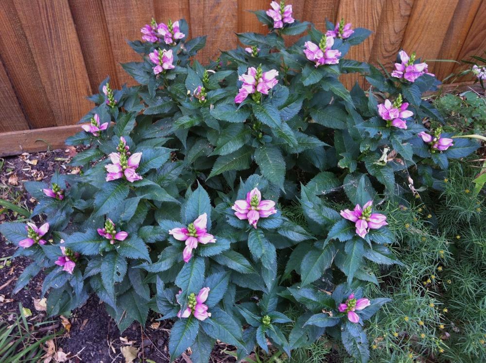 Hot Lips Turtlehead - Chelone lyonii Plant - 1 gallon pot