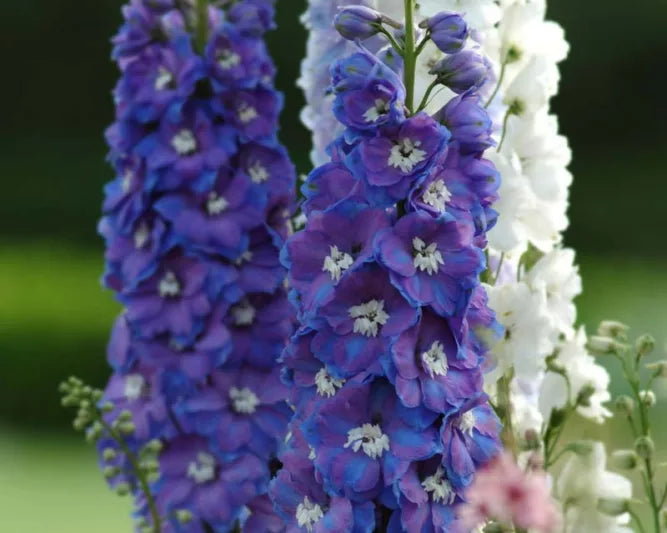 Close up of the adorable Blue Dephinium flowers. Growing in tall spikes they're a striking color addition to any cottage garden or landscaping.