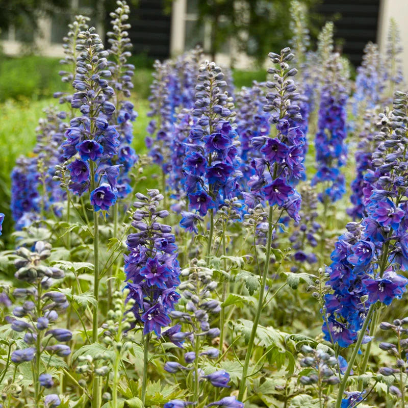 The Guardian Bue Dephinium grown tall at 30" to 40". It's a good idea to stake these plants if in an area not protected from high winds.