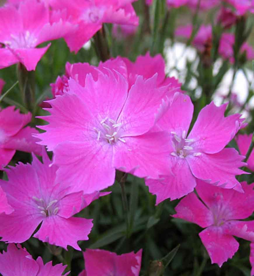 Kahori Dianthus Plant - aka Carnation or Sweet William Plant - 4 inch pot