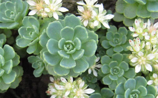 "White Diamond" Stonecrop Sedum Succulent Plant - 4 inch pot