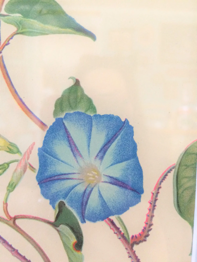 Vintage Framed 1940s Morning Glory Print