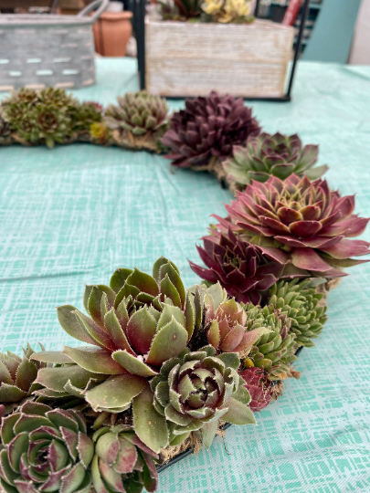 Succulent Door Window Wreath using Live Cold and Frost Hardy Sempervivum Plants - 18 inch