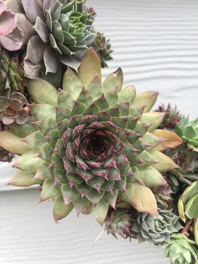 Living Wreath Live Succulent Door or Window Wreath or Table Centerpiece with Frost Hardy Sempervivum Succulents - 16 inch