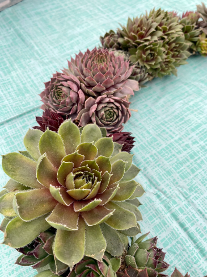 Succulent Door Window Wreath using Live Cold and Frost Hardy Sempervivum Plants - 18 inch