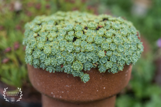 "White Diamond" Stonecrop Sedum Succulent Plant - 4 inch pot