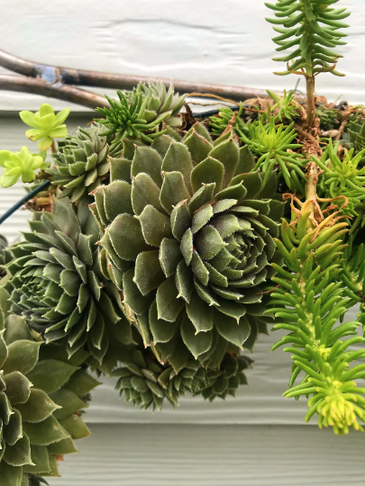 Living Wreath Live Succulent Door or Window Wreath or Table Centerpiece with Frost Hardy Sempervivum Succulents - 16 inch