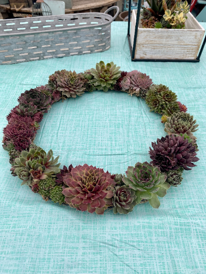 Succulent Door Window Wreath using Live Cold and Frost Hardy Sempervivum Plants - 18 inch